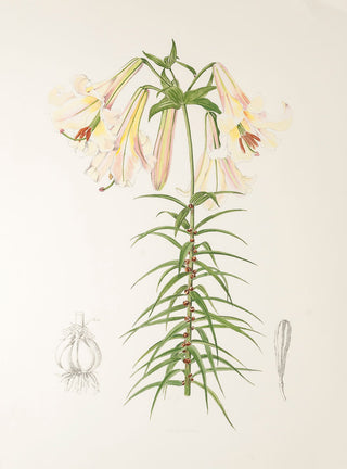 SNELLING, Lilian. Milfoil Lily.