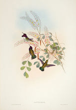 Load image into Gallery viewer, Richter after Gould Costa's Hummingbird