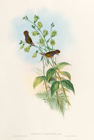 Gould & Richter Blossom-crown