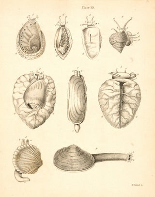 Samuel Brookes (d. 1838) The underside of the animal of Voluta Olla