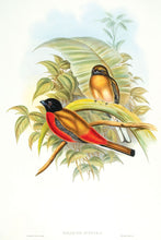 Load image into Gallery viewer, Richter after Gould Duvaucel's Trogon