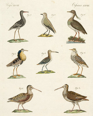 BERTUCH, Friedrich Justin. Birds Vol III no 3