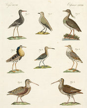 Load image into Gallery viewer, BERTUCH, Friedrich Justin. Birds Vol III no 3