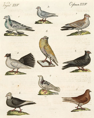 BERTUCH, Friedrich Justin. Vol II no 80: Pigeons. [[bmid:2048840]]