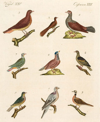 BERTUCH, Friedrich Justin. Vol II no 87: Pigeons. [[bmid:2048841]]