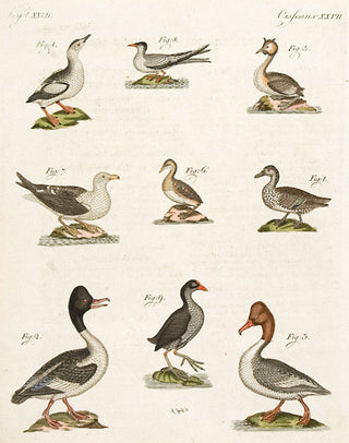 BERTUCH, Friedrich Justin. Ducks and Gulls