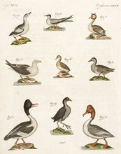 Load image into Gallery viewer, BERTUCH, Friedrich Justin. Ducks and Gulls