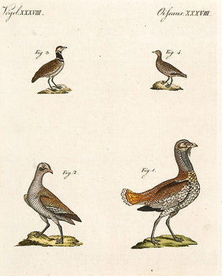BERTUCH, Friedrich Justin. PL XXXVIII: Wildfowl. [[bmid:2048846]]