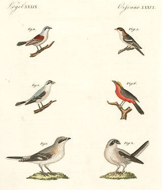 BERTUCH, Friedrich Justin. Vol III no 47:Crossbills. [[bmid:2048847]]