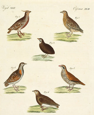 BERTUCH, Friedrich Justin. Pl XLII: Ptarmigans. [[bmid:2048848]]