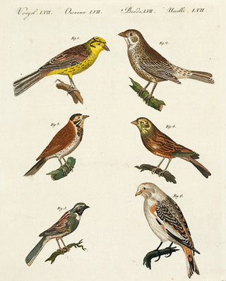 BERTUCH, Friedrich Justin. Pl LVII: Finches. [[bmid:2048851]]