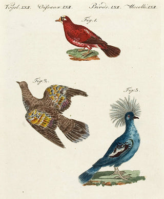 BERTUCH, Friedrich Justin. Pl LXII: Exotic Pigeons [[bmid:2048853]]