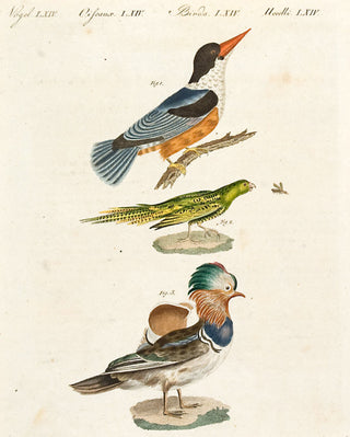 BERTUCH, Friedrich Justin. Pl LXIV: Kingfisher, parrot and Eider Duck. [[bmid:2048854]]