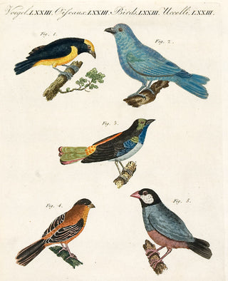 BERTUCH, Friedrich Justin. Pl LXXIII: Birds of Paradise. [[bmid:2048856]]
