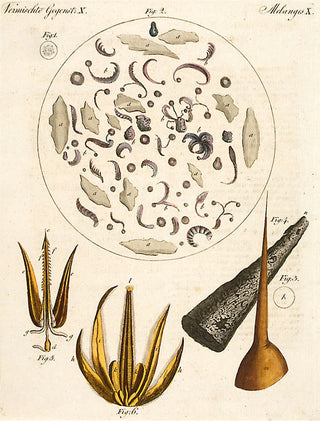 BERTUCH, Friedrich Justin. Vermischte Gegenstande X. [[bmid:2048986]]