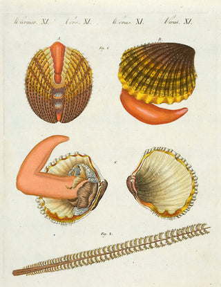 BERTUCH, Friedrich Justin. Wurmer XI. [[bmid:2048987]]