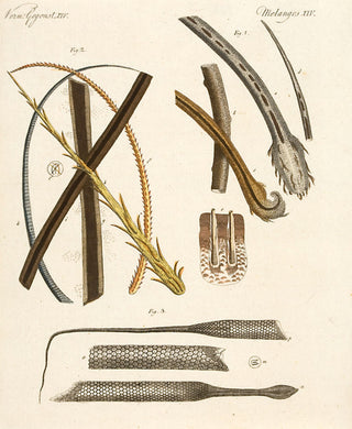 BERTUCH, Friedrich Justin. A Human Hair and an Animal Hair