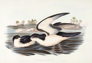 Richter after Gould. Cook's Petrel. [[bmid:2048995]]