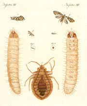 Load image into Gallery viewer, BERTUCH, Friedrich Justin. The White Cornworm