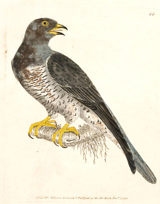 I.W. Lewin Cuckow [Cuckoo]
