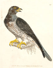 Load image into Gallery viewer, I.W. Lewin Cuckow [Cuckoo]