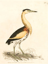 Load image into Gallery viewer, I.W. Lewin Little Bittern