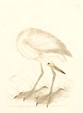 Load image into Gallery viewer, I.W. Lewin White Heron