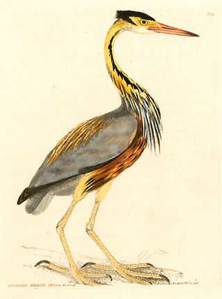 I.W. Lewin Affrican Heron