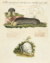 Load image into Gallery viewer, BERTUCH, Friedrich Justin. The Canada Rat