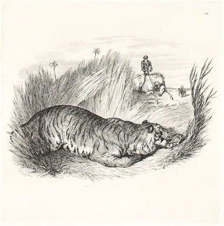 T. Landseer Tiger hunting, hiding in the grass