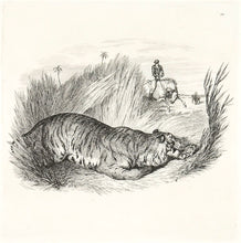 Load image into Gallery viewer, T. Landseer Tiger hunting, hiding in the grass