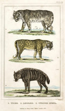 Load image into Gallery viewer, T. Dizon Tiger, Leopard, stripped Hyena