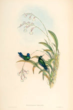 Load image into Gallery viewer, Richter after Gould Wagler's Wood-nymph