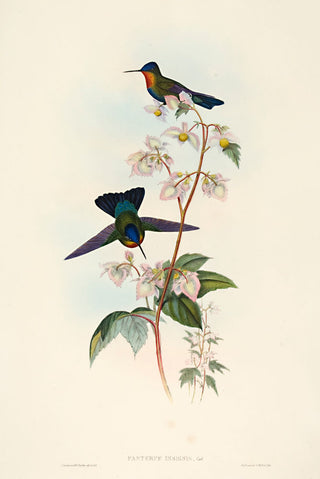 John Gould and H.C. Richter Costa Rican Humming-Bird
