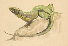Load image into Gallery viewer, JOUVE, Paul. Lizard