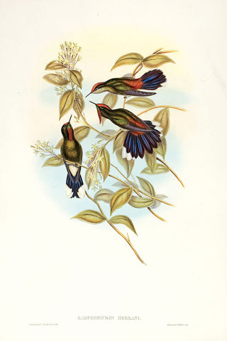 H.C. Richter and J. Gould. Herran's Thornbill [Rainbow-bearded Thornbill].