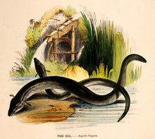 Load image into Gallery viewer, Anon The Eel