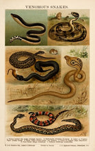 Load image into Gallery viewer, G. M Venonmous Snakes