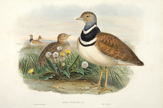 H.C. Richter after J. Wolf. Little Bustard.