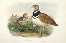 Load image into Gallery viewer, H.C. Richter after J. Wolf. Little Bustard.