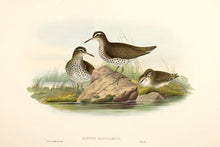 Load image into Gallery viewer, W. Hart after J. Gould. Spotted Sandpiper.