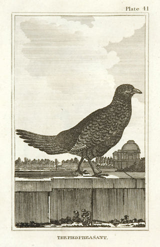 Martinet, Francois Nicolas. The Pied Pheasant.