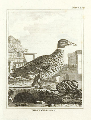 Martinet, Francois Nicolas. The Female Duck.
