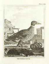 Load image into Gallery viewer, Martinet, Francois Nicolas. The Female Duck.