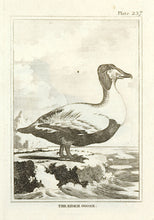 Load image into Gallery viewer, Martinet, Francois Nicolas. The Eider Goose.