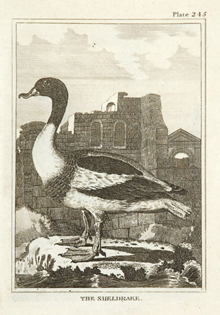 Martinet, Francois Nicolas. The Sheldrake.