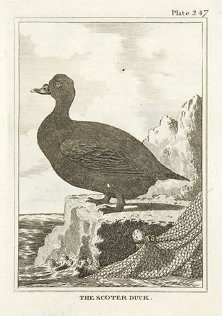 Martinet, Francois Nicolas. The Scoter Duck.