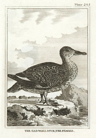 Martinet, Francois Nicolas. The Gad-Wall Duck, the Female.