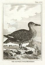 Load image into Gallery viewer, Martinet, Francois Nicolas. The Gad-Wall Duck, the Female.