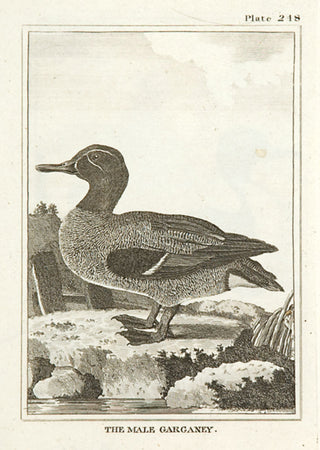 Martinet, Francois Nicolas. The Male Garganey.